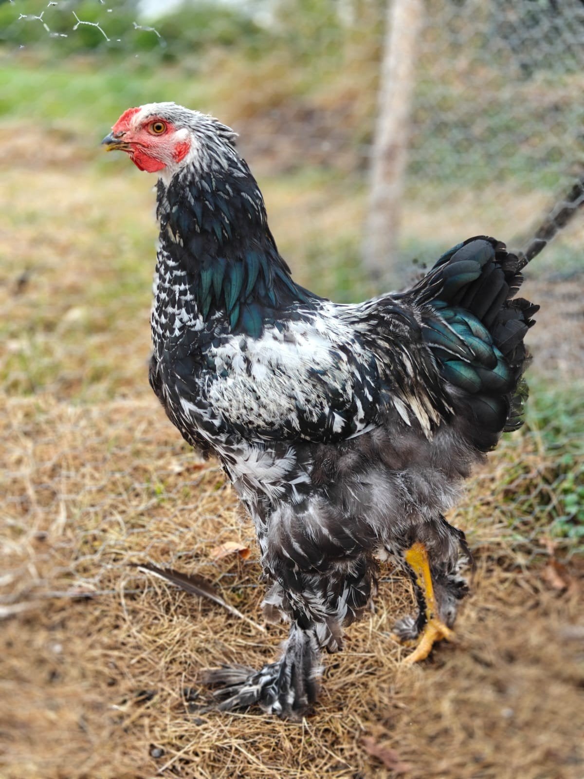 Brahma hanen 6 maand, Mannelijk, Kip