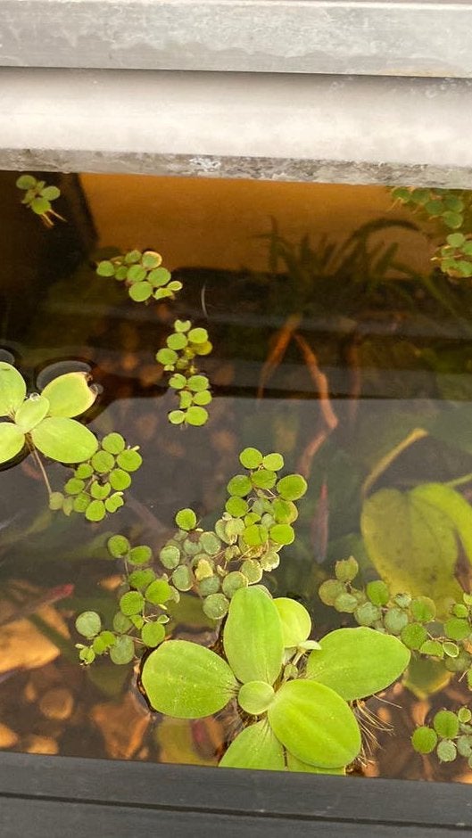 Handvol drijfplantjes (salvinia minima), Animaux & Accessoires, Enlèvement