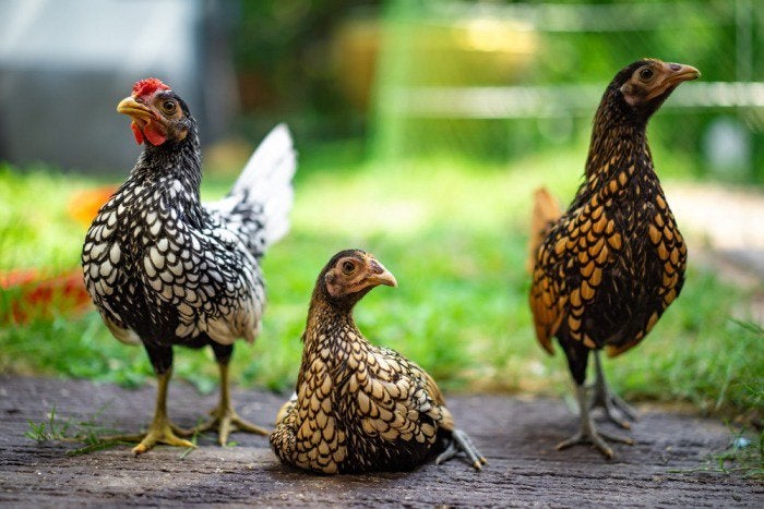 Jonge sebright kipjes, Dieren en Toebehoren, Pluimvee