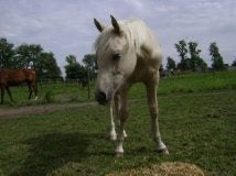 Boerderij/hoeve, Immo