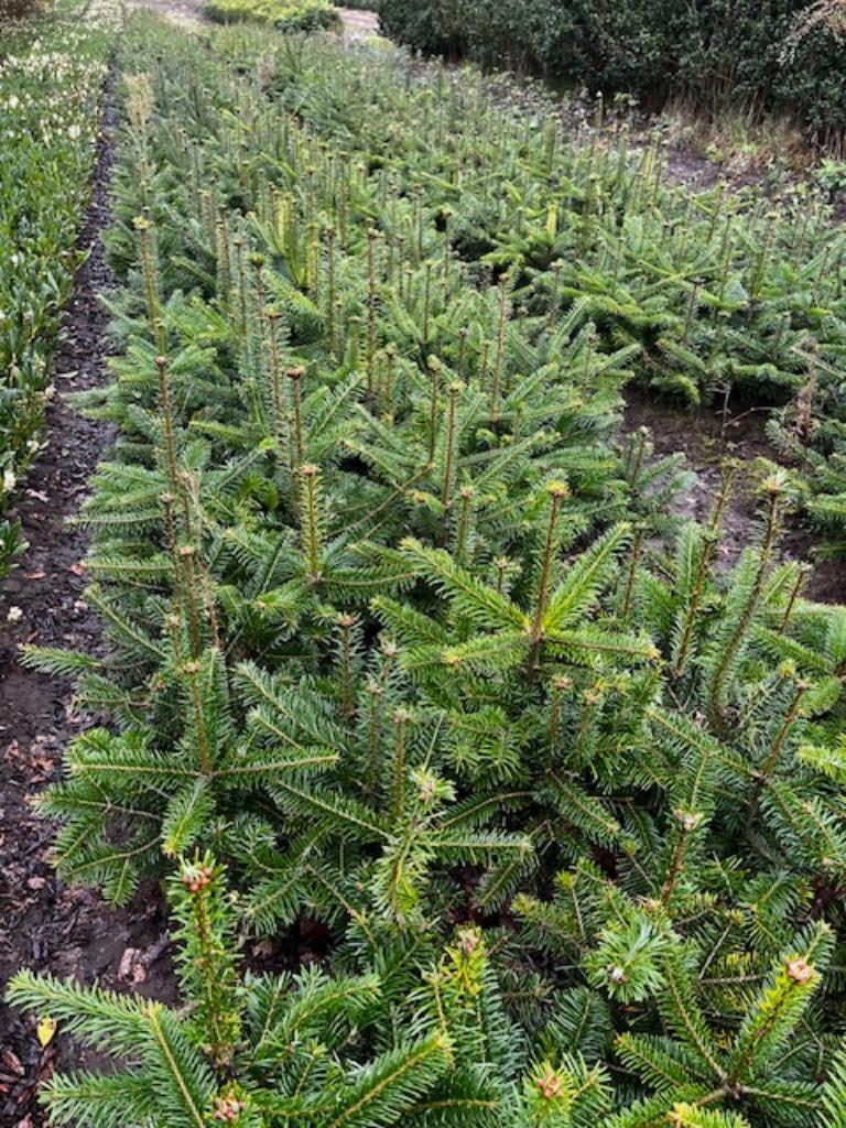 Nordmannden, Abies nordmanniana, kerstboom, Jardin & Terrasse, Plantes | Jardin, Enlèvement