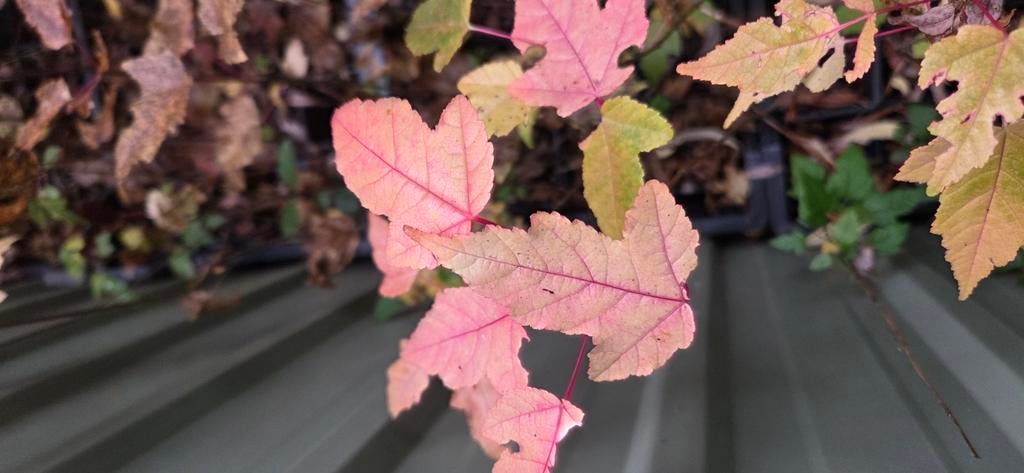 Amoeresdoorn. Acer tataricum 'Ginnala', Tuin en Terras, Ophalen