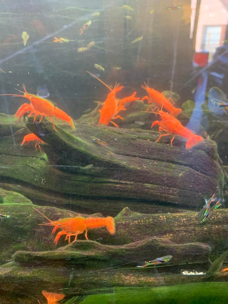 Procambarus kreeften oranje, Dieren en Toebehoren, Kreeft, Krab of Garnaal