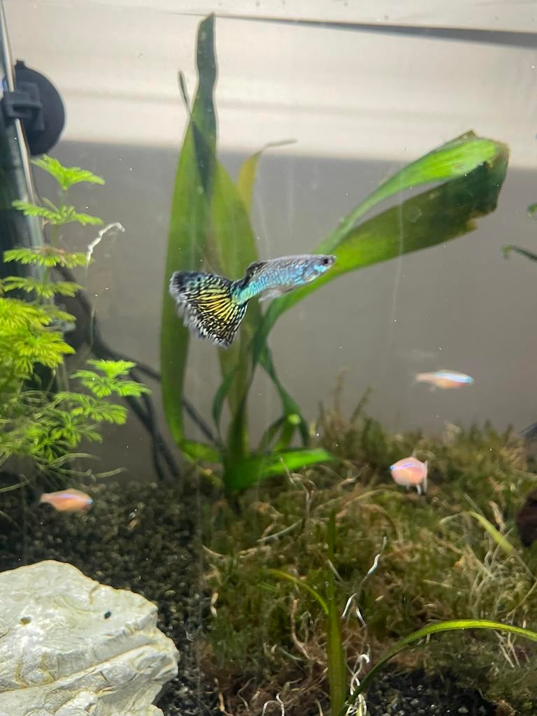 Guppy baby’s, Dieren en Toebehoren, Vissen | Aquariumvissen, Zoetwatervis, Vis, Schoolvis