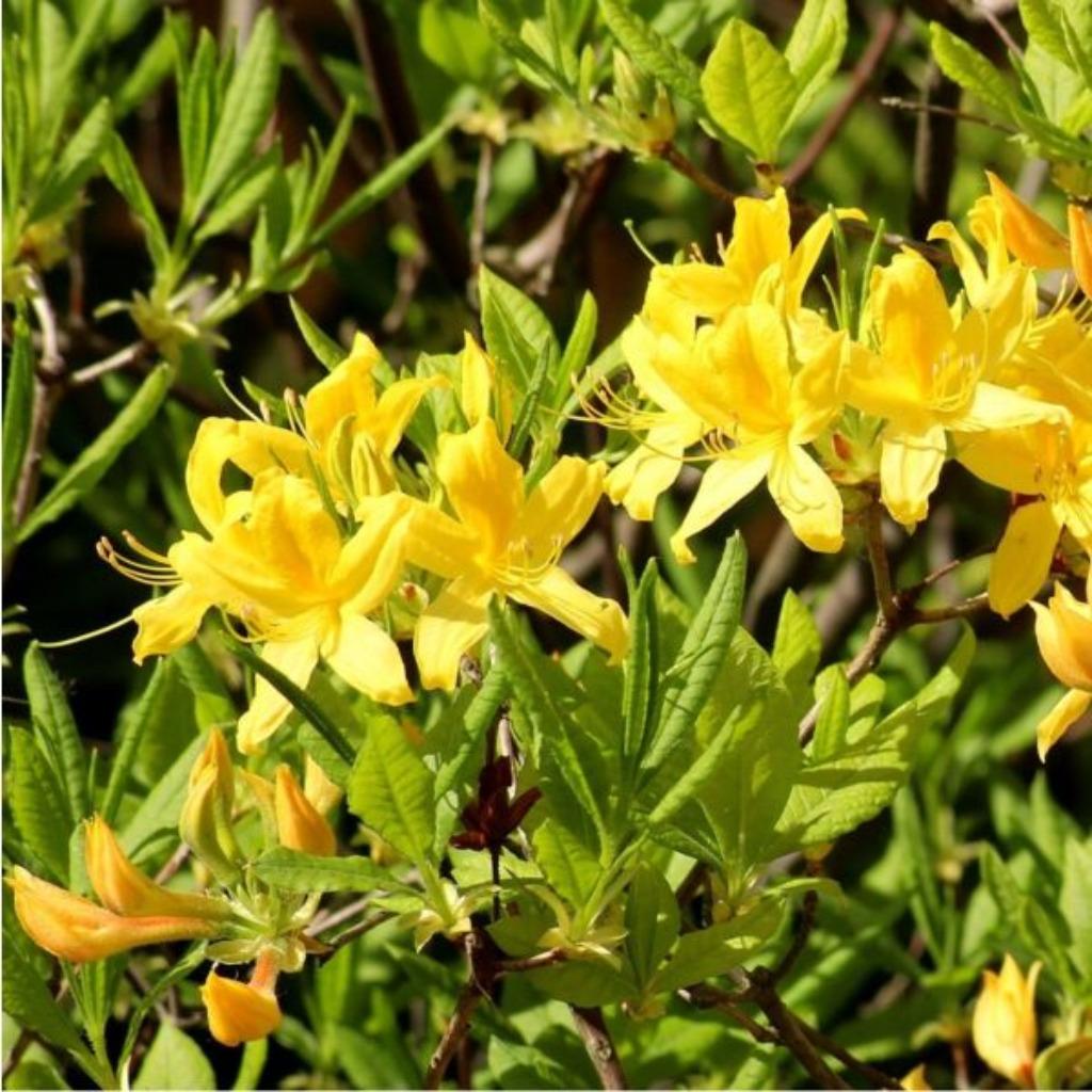 Gele, welriekende azalea mollis, Ophalen, Lente, Halfschaduw