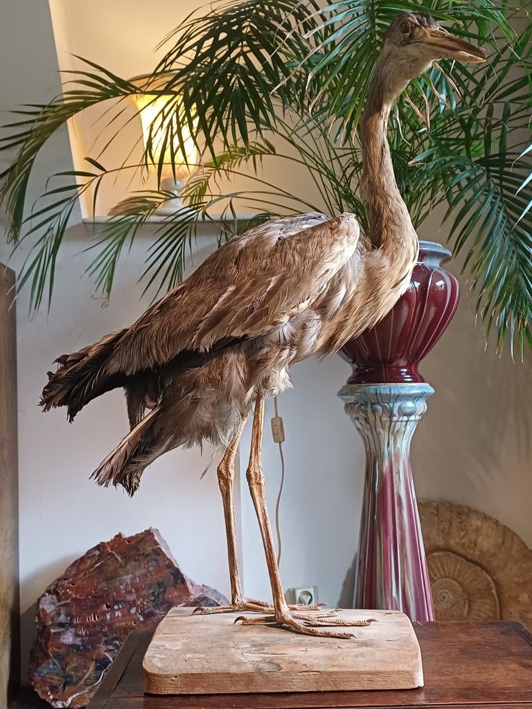 Taxidermie : héron empaillé - cabinet de curiosités, Enlèvement ou Envoi, Utilisé, Oiseaux, Animal empaillé