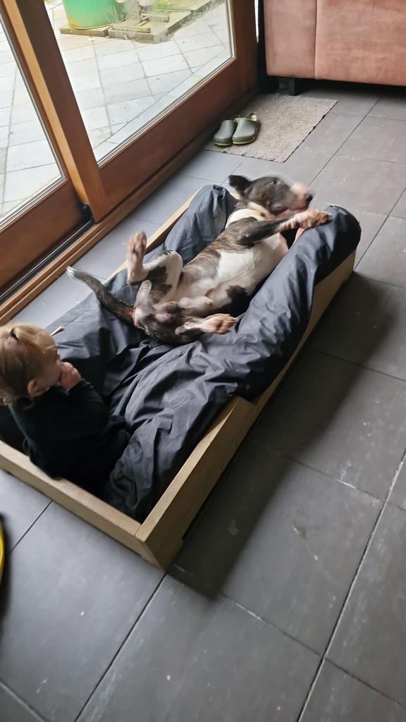 Steigerhouten hondenmand, Ophalen, Zo goed als nieuw