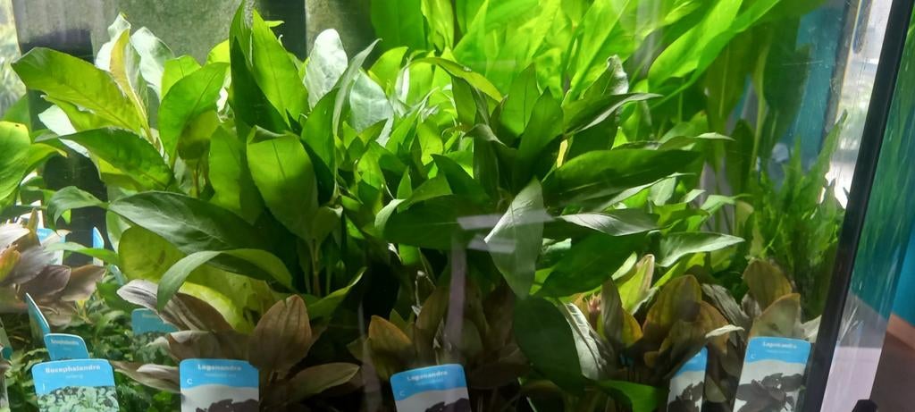Aquariumplanten