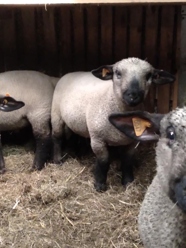 Ramlammeren Hampshire down, Dieren en Toebehoren, Schapen, Geiten en Varkens