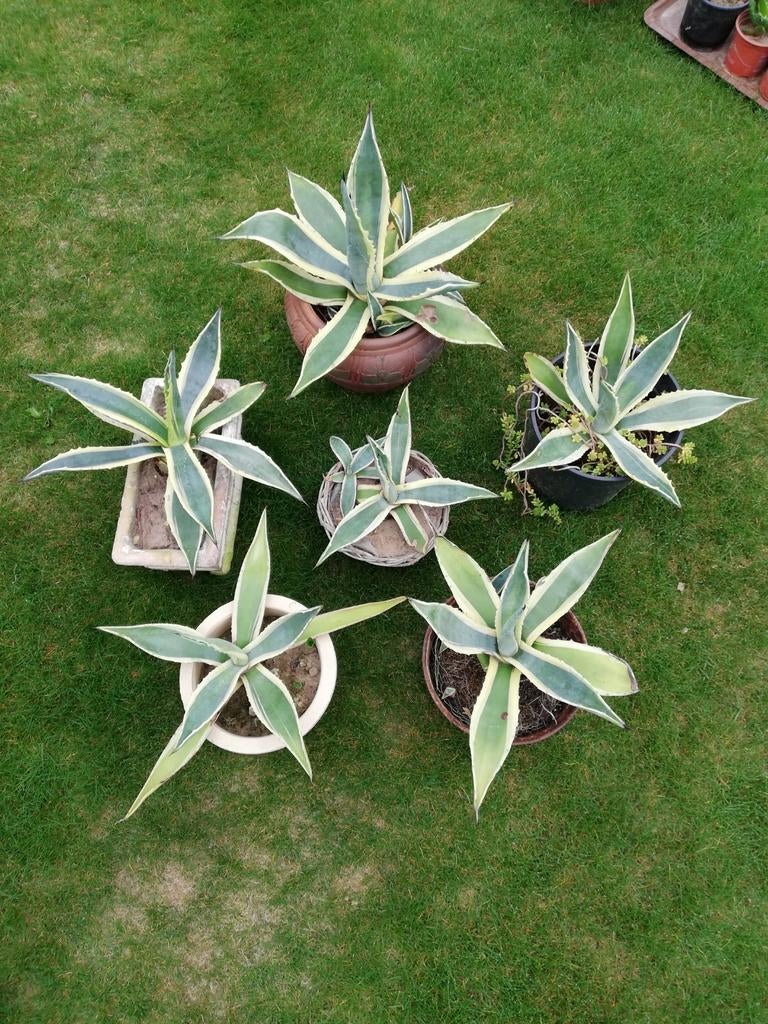 Planten uit te kiezen., Tuin en Terras, Ophalen of Verzenden