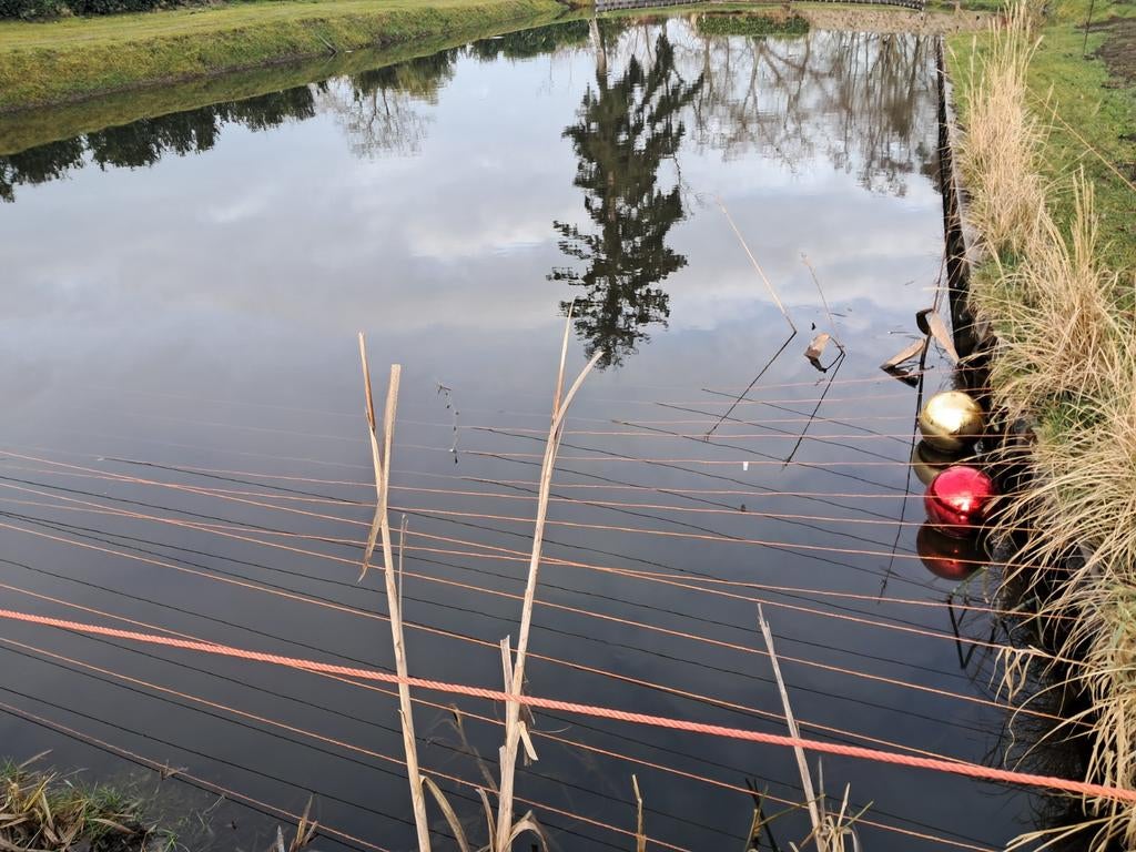 Vijvervissen opvang, Dieren en Toebehoren, Vissen | Vijvervissen