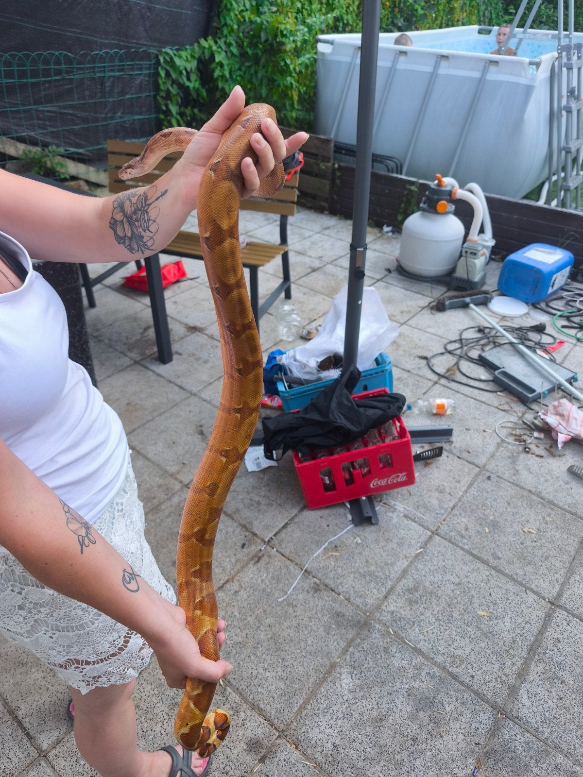 Boa constrictor constrictor hypo 100% red blood male, Animaux & Accessoires, Serpent, Avec terrarium, 0 à 2 ans