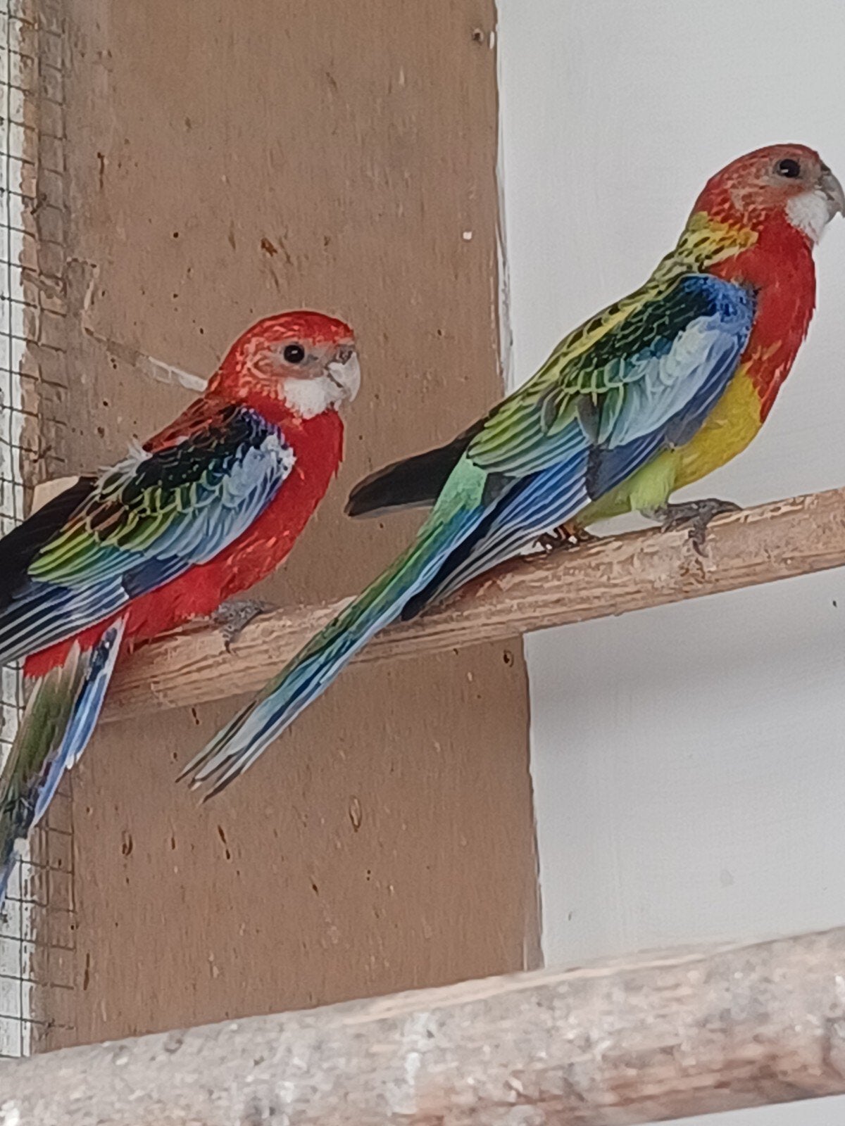 Rosellas opaline rood en goudmantel prachtrosella, Plusieurs animaux, Perruche