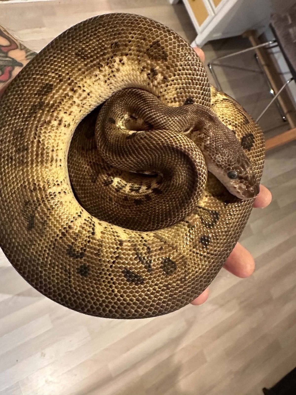 2 koningspythons Ball Python photo 3