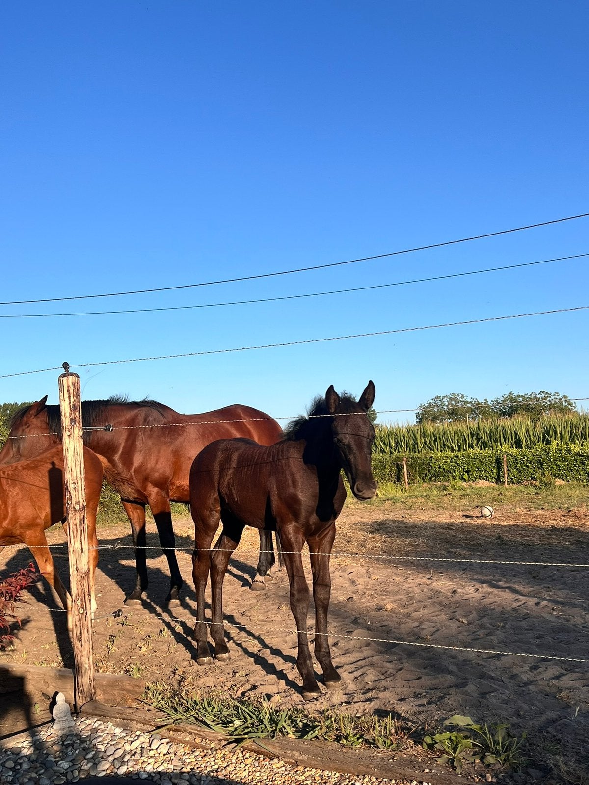 Zwart merrie veulen, Dieren en Toebehoren, Paarden, Merrie, 160 tot 165 cm, Gechipt, 0 tot 2 jaar