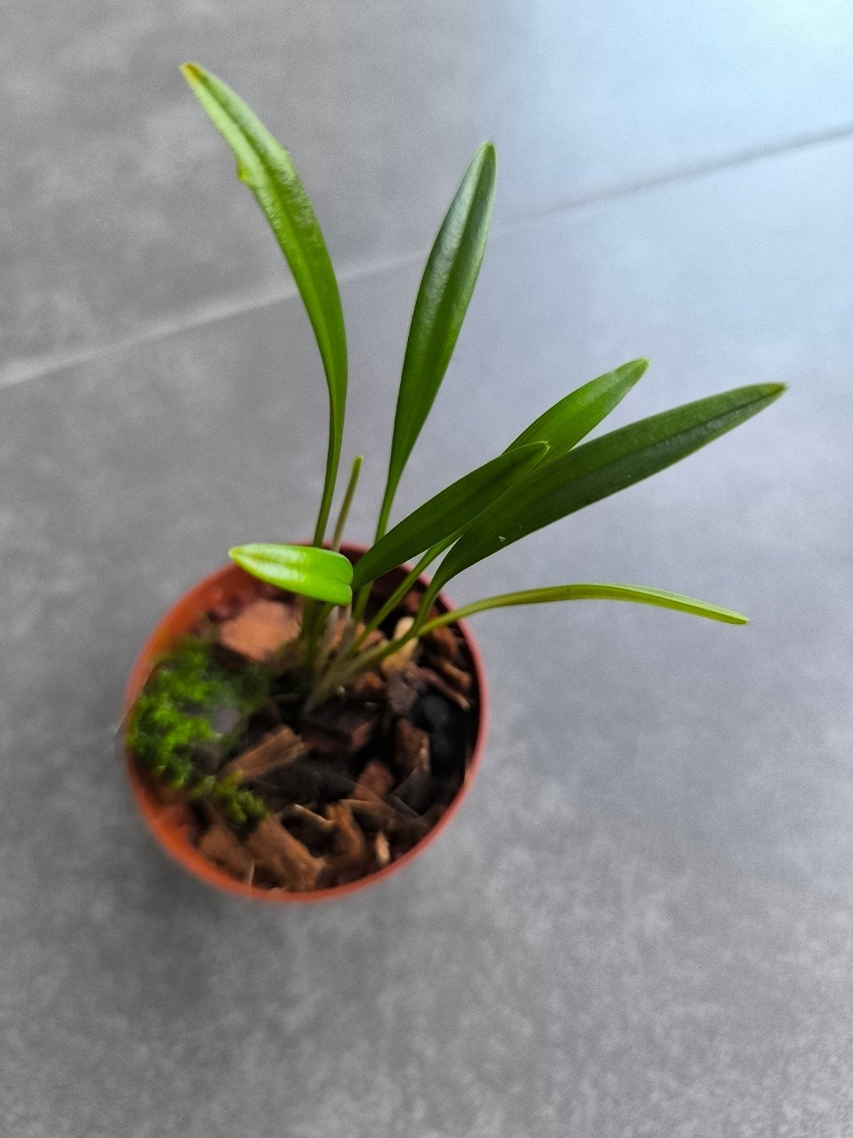 orchidée naine dryadella simula, Enlèvement ou Envoi