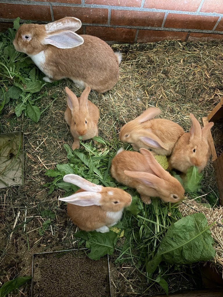 Gele reuzen, Dieren en Toebehoren, Konijnen, Meerdere dieren, 0 tot 2 jaar