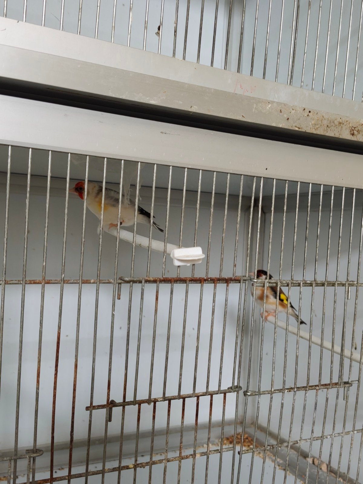 Laatste koppel distelvinken, Dieren en Toebehoren