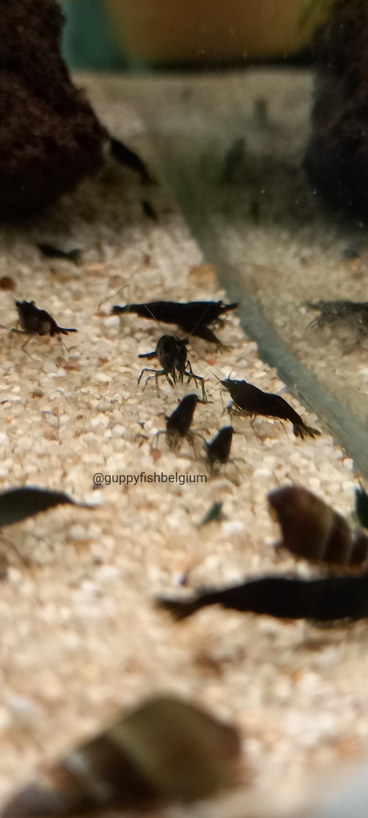 neocaridina garnalen, Animaux & Accessoires, Homard, Crabe ou Crevette, Poisson d'eau douce, Banc de poissons