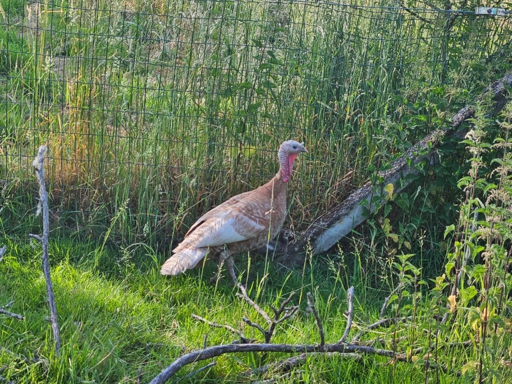 Ronquiere kalkoenen te koop, Dieren en Toebehoren, Pluimvee, Vrouwelijk, Kalkoen
