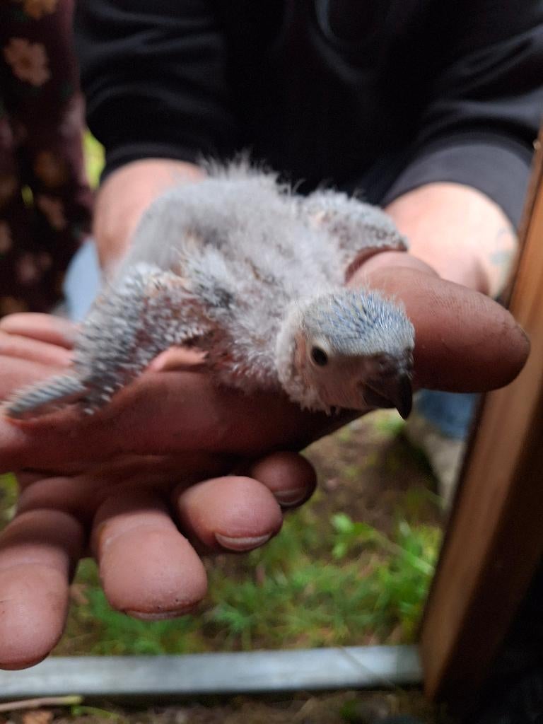 Lori van de Blauwe Bergen, Dieren en Toebehoren, Geslacht onbekend, Papegaai, Geringd