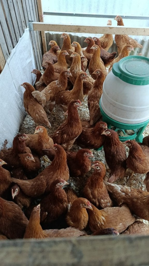 jeunes pondeuses brunes et 6 autres couleurs 0499/082381, Femelle, Poule ou poulet