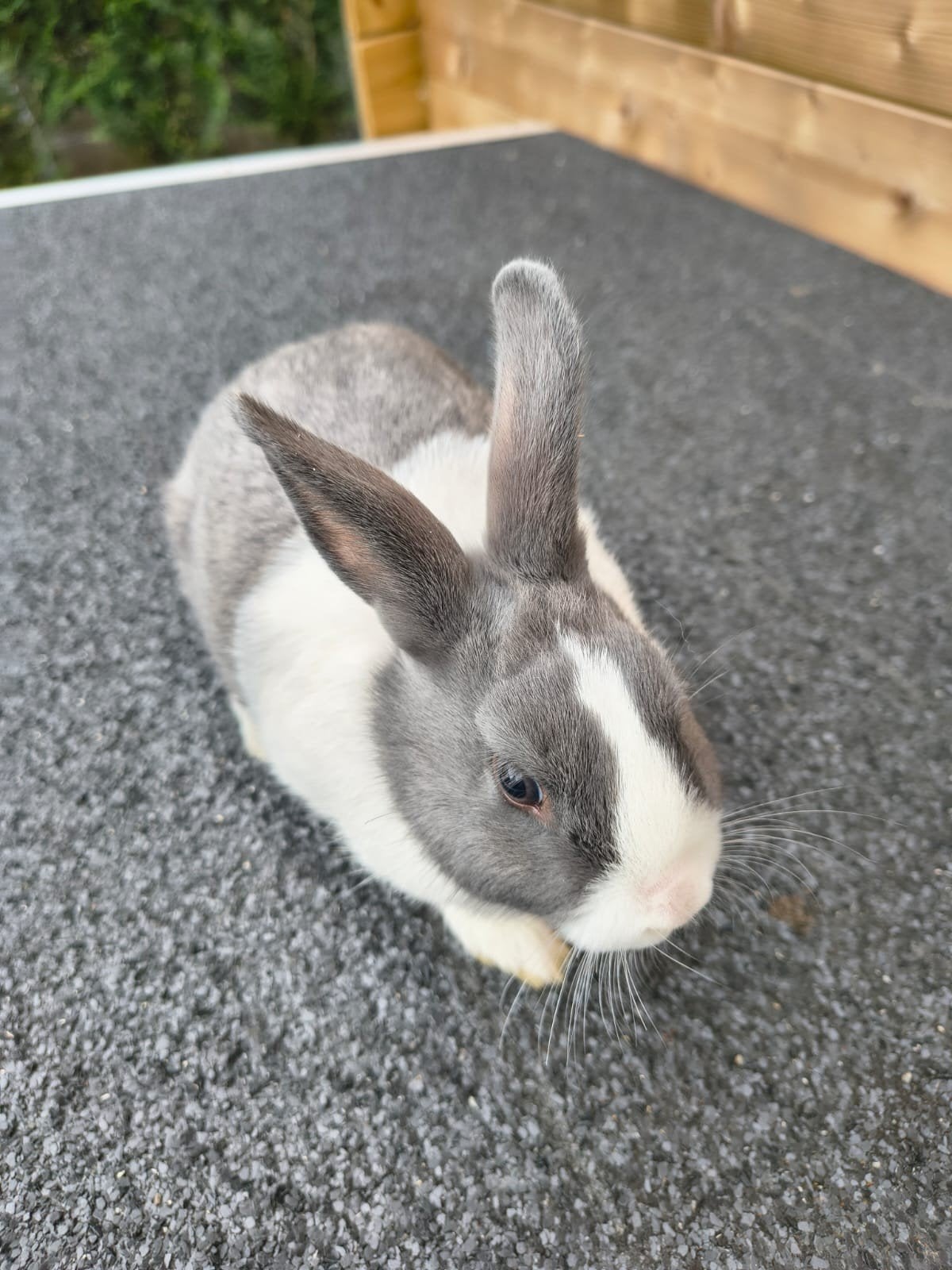 2 lapins, Animaux & Accessoires, Lapins