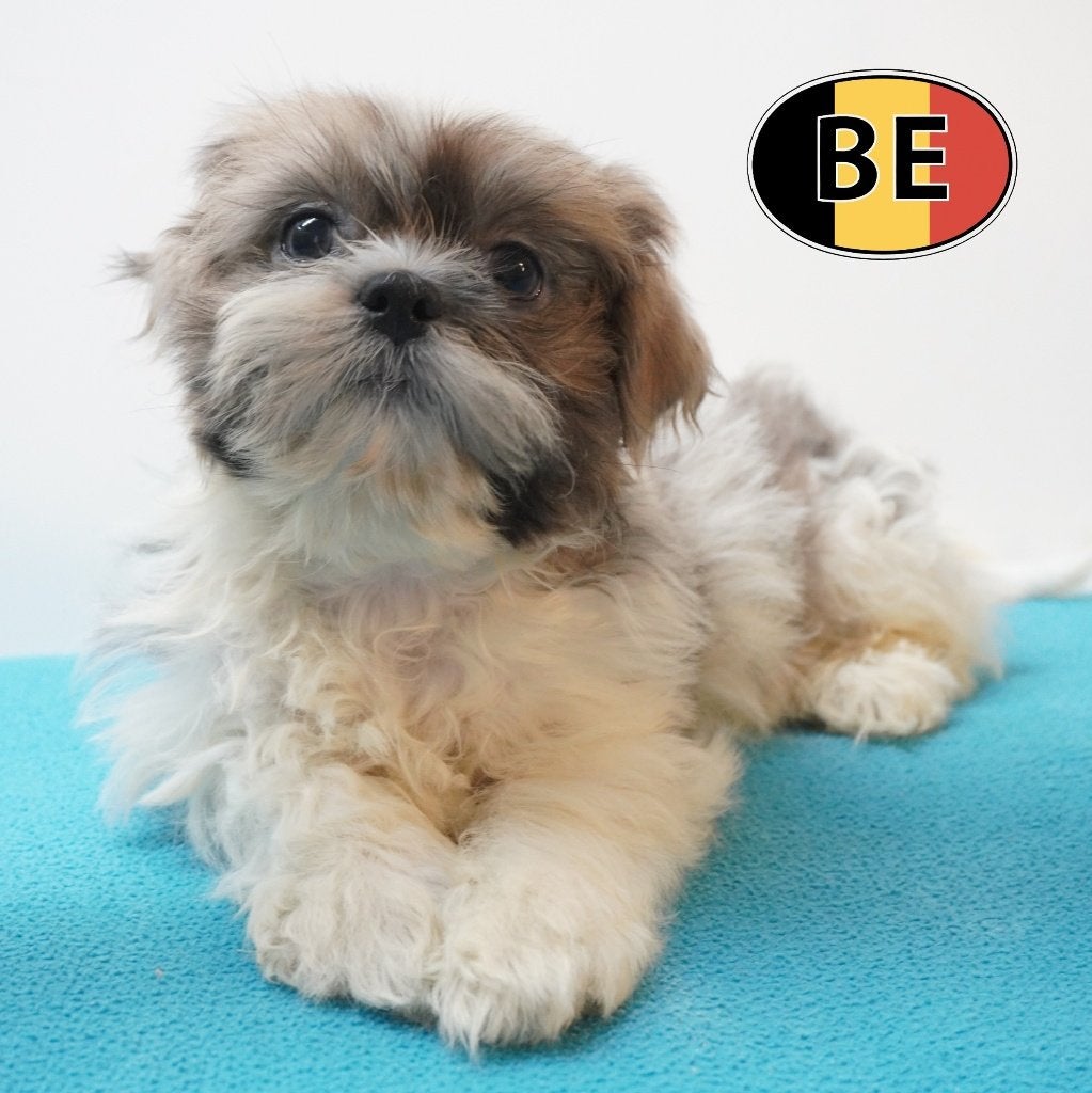 Shih Tzu, mâle, chiot belge à vendre, Commerçant, Chien (mâle), Maladie de Carré (chiens), Autres races