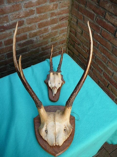 taxidermie lot de 2 cranes, Verzamelen, Ophalen of Verzenden, Gebruikt, Hert, Gewei of Kop