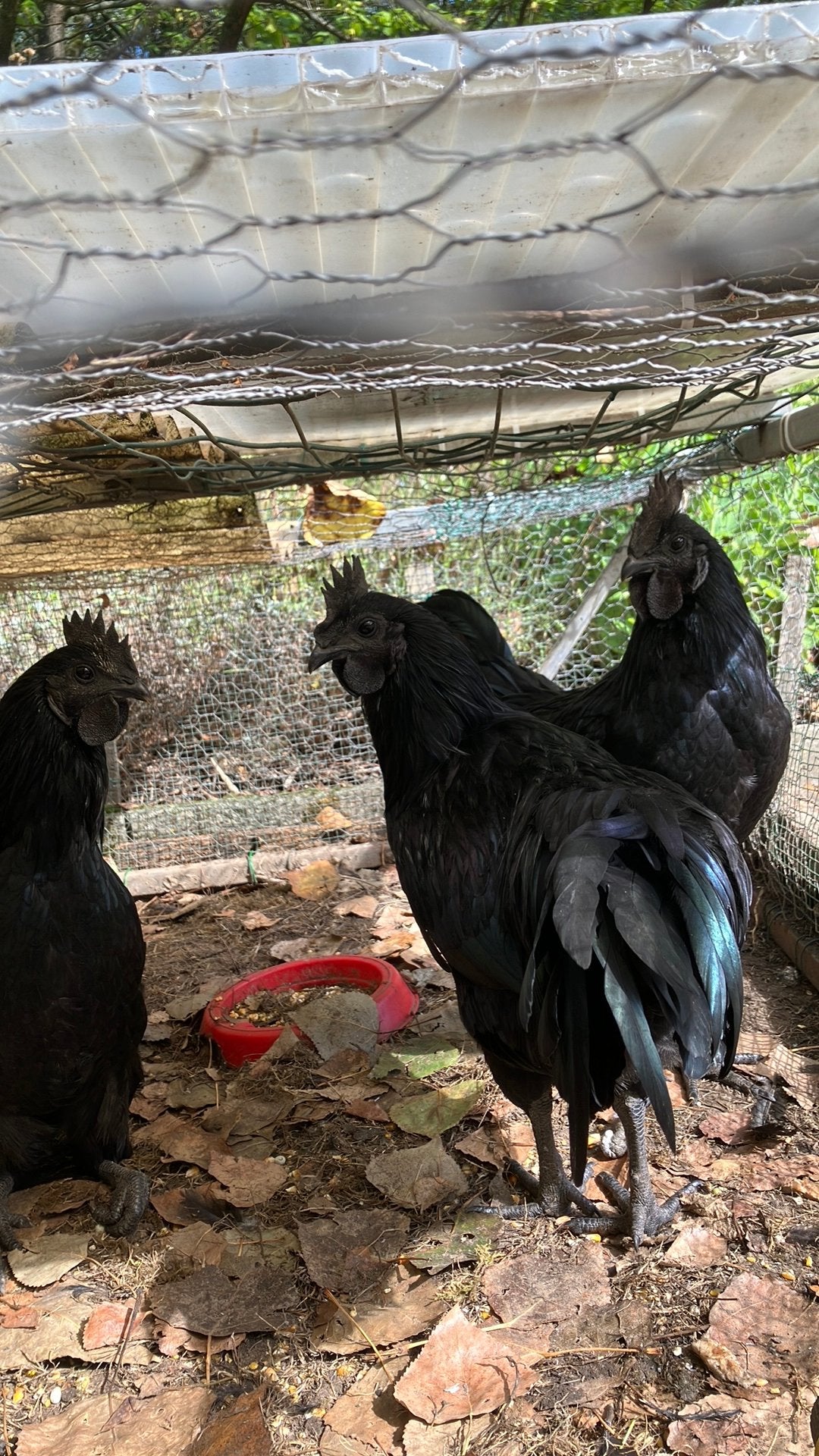 Ayam cemani haan te koop, Dieren en Toebehoren, Pluimvee