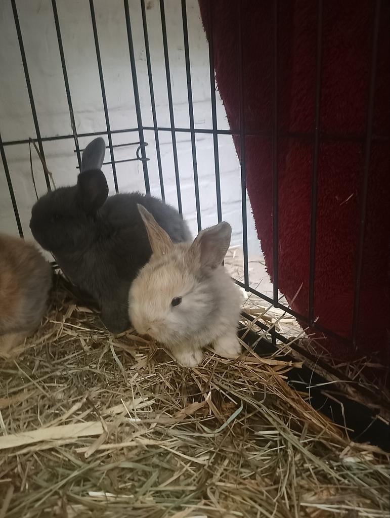 Lapins géants âgés de 2 semaines
