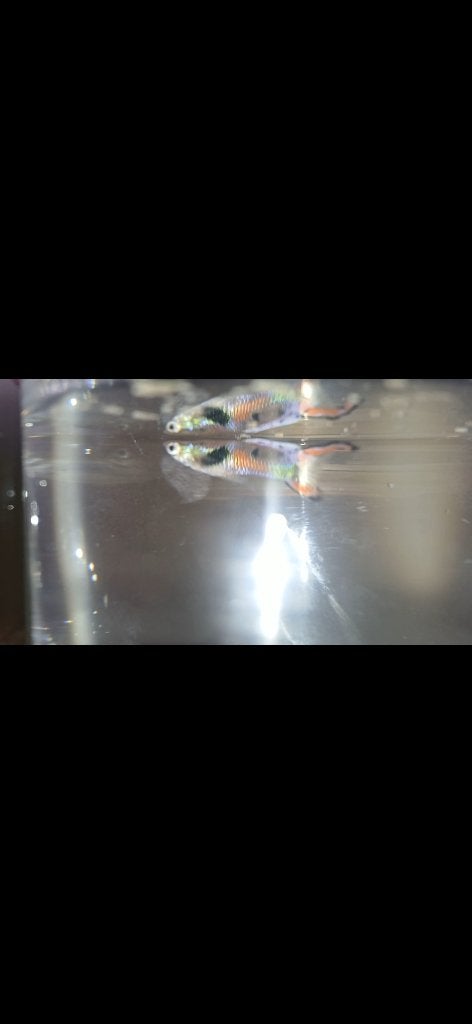 Guppy endler man, Dieren en Toebehoren, Vis, Zoetwatervis