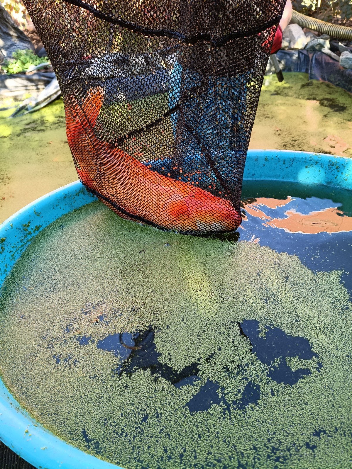 3 kojs, Dieren en Toebehoren, Karper of Koi