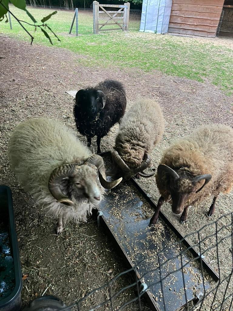 3 ouessant bokjes, Mannelijk, Schaap, 0 tot 2 jaar