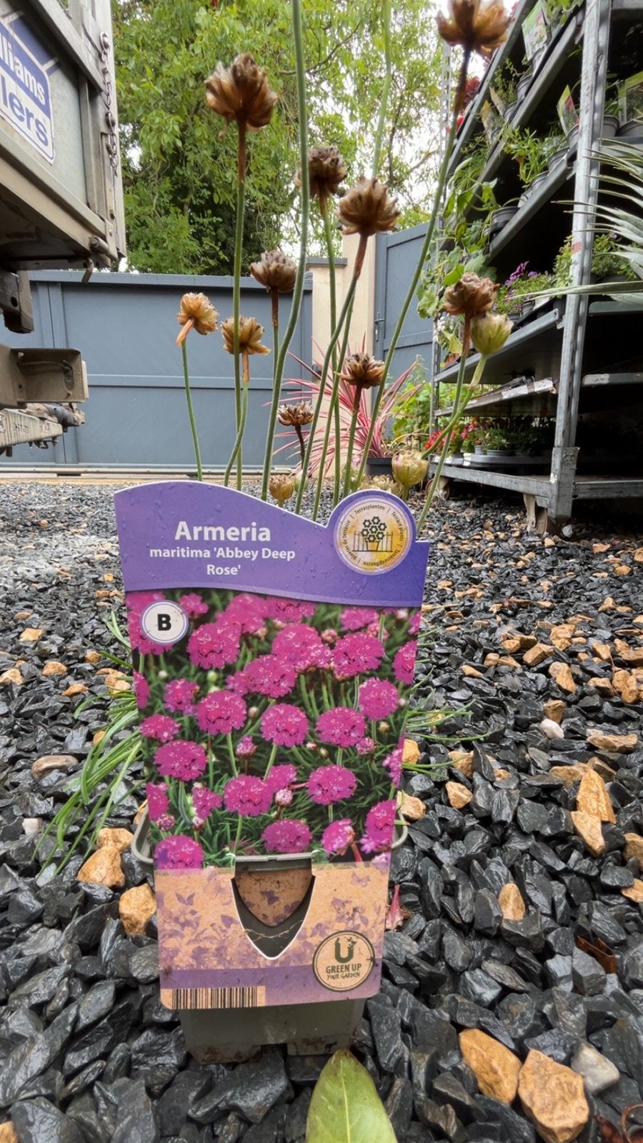 Armeria maritima ‘Abbey Deep Rose’ plante vivace, Jardin & Terrasse, Plantes | Jardin, Enlèvement ou Envoi