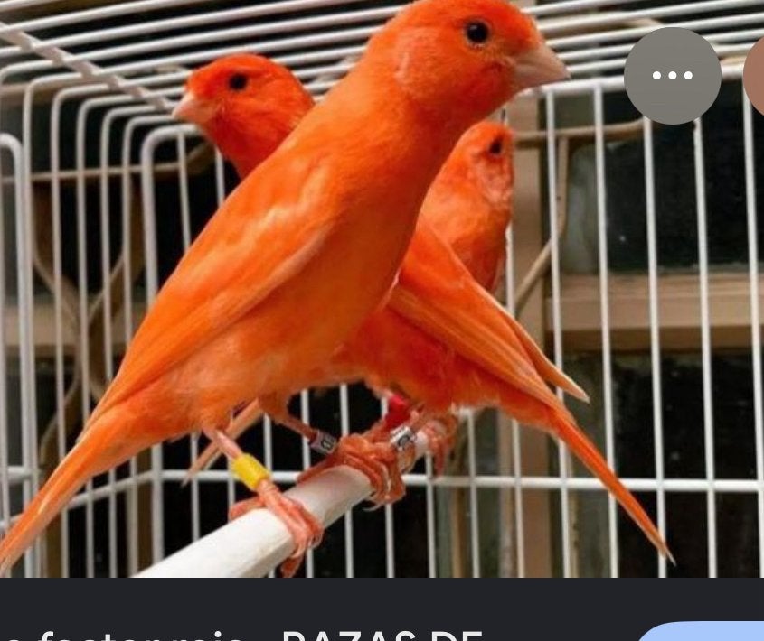 Je cherche canaris rouge 2026, Animaux & Accessoires
