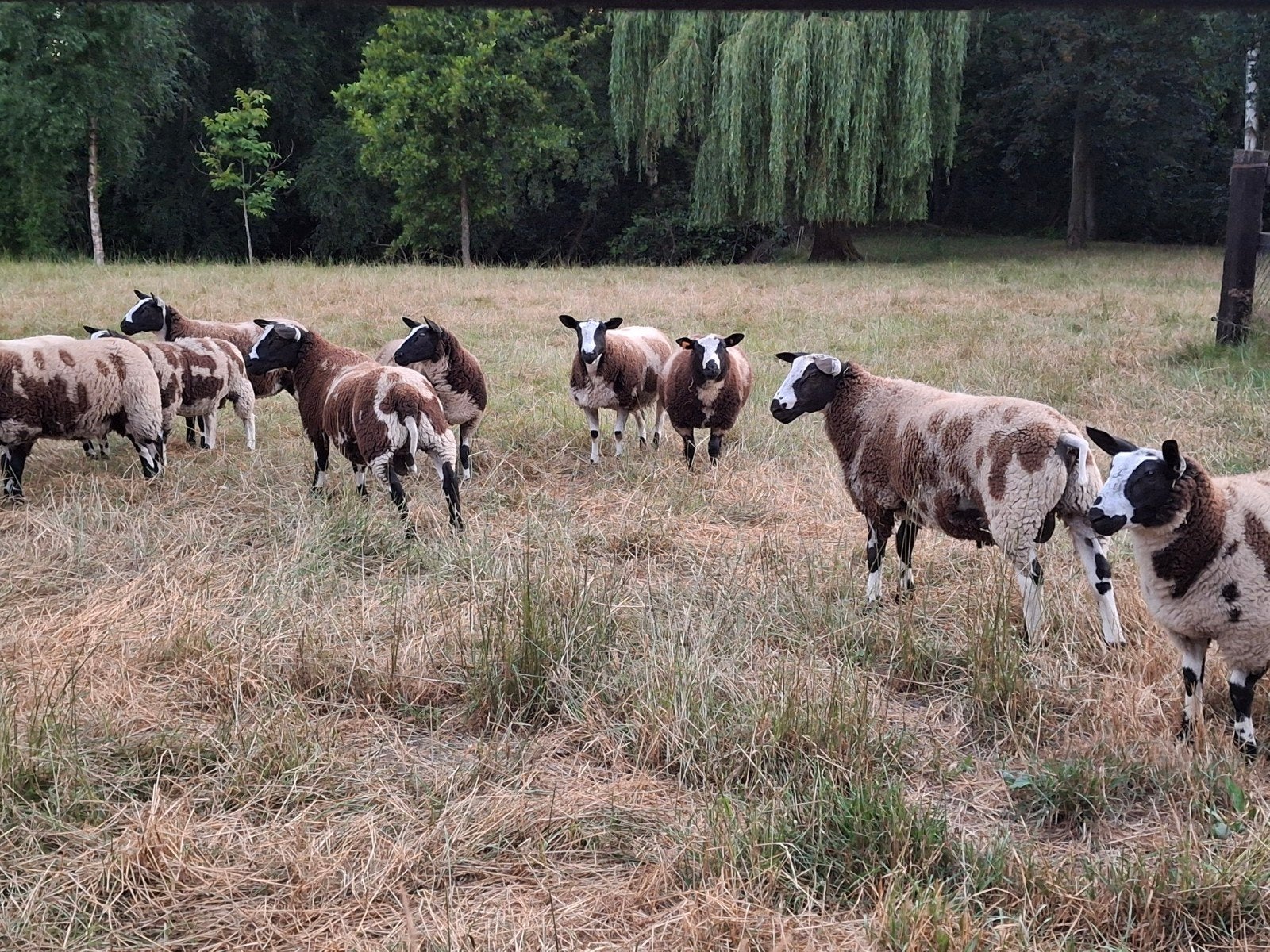 Béliers dragués, Animaux & Accessoires, Moutons, Chèvres & Cochons