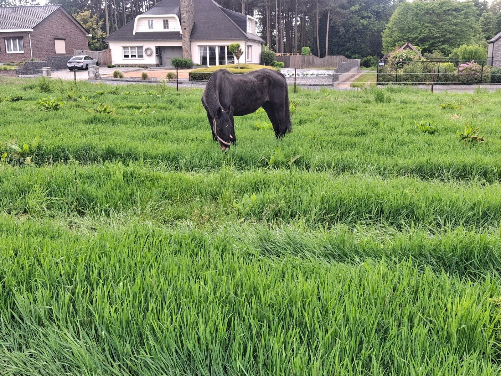 D pony, Animaux & Accessoires, Poneys