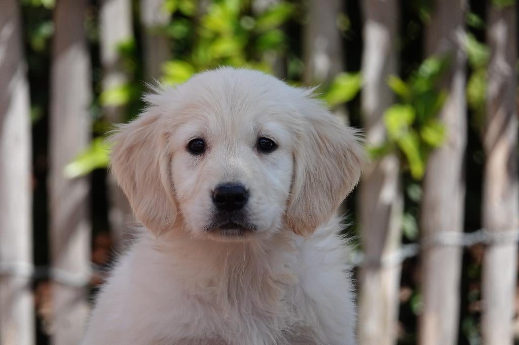 Prachtige goudkleurige en blonde golden retriever pups, België, 8 tot 15 weken, Meerdere, Meerdere dieren
