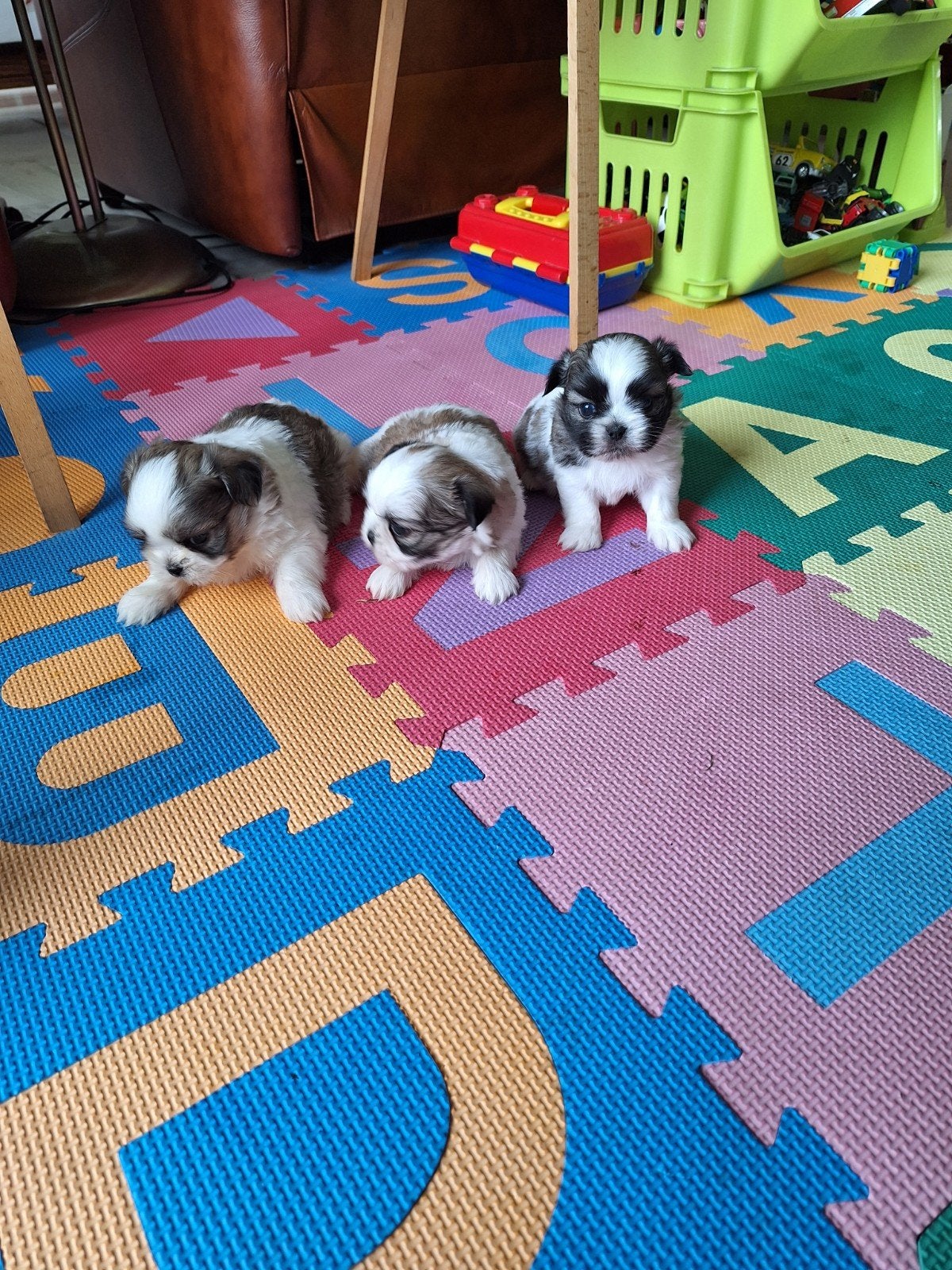 shih tzu pups, shihtzu, Dieren en Toebehoren, Honden | Chihuahua's en Gezelschapshonden, België, Overige rassen, CDV (hondenziekte)