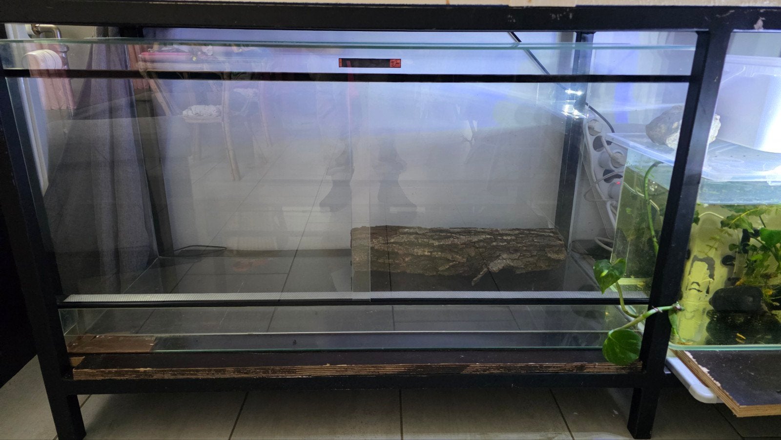 Terrarium, Enlèvement