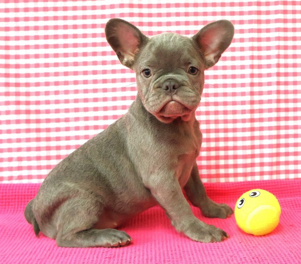 Des chiots bouledogues français super mignons !, 15 semaines à 1 an, Plusieurs animaux, Éleveur | Professionnel, Bouledogue