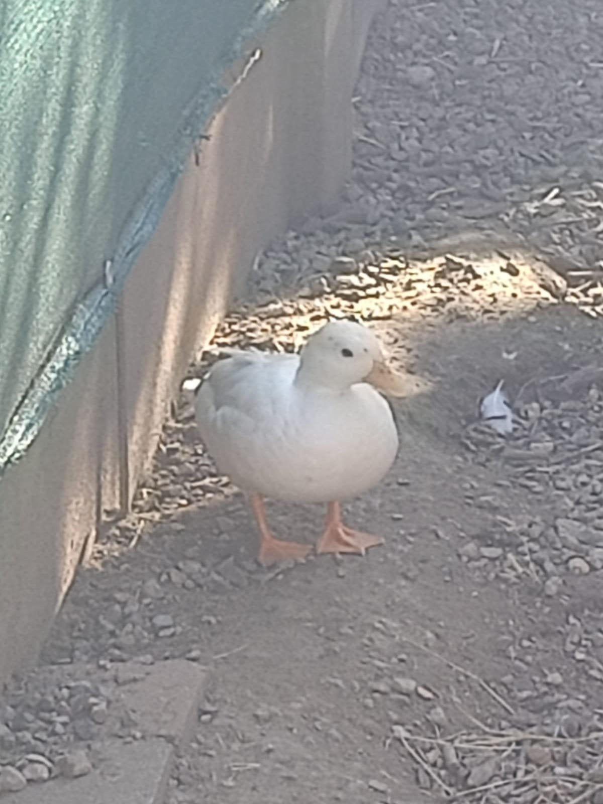 Kwakertje, Dieren en Toebehoren, Pluimvee