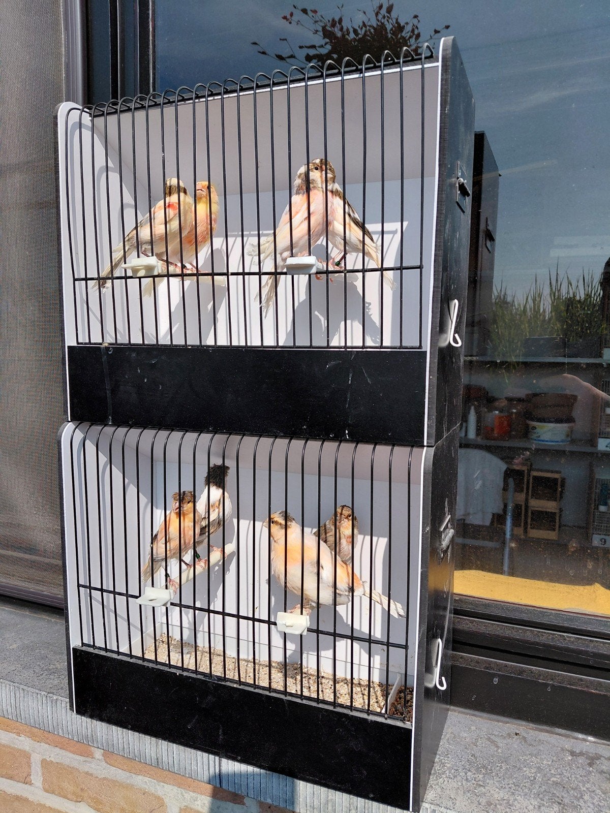 Harlekijnen, Dieren en Toebehoren, Vogels | Kanaries