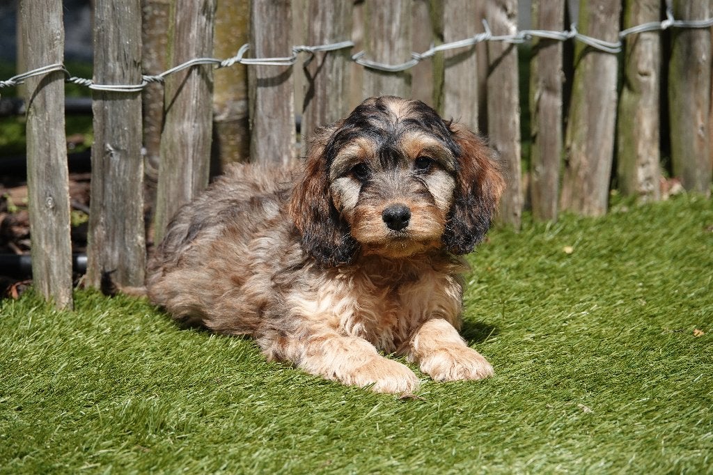 Prachtige Sable Cockapoo pups, België, Overige rassen, CDV (hondenziekte), 8 tot 15 weken
