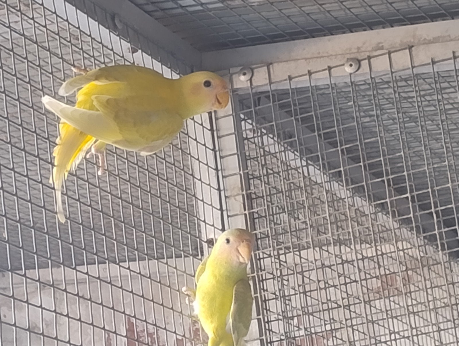 pruimkoppen, Dieren en Toebehoren