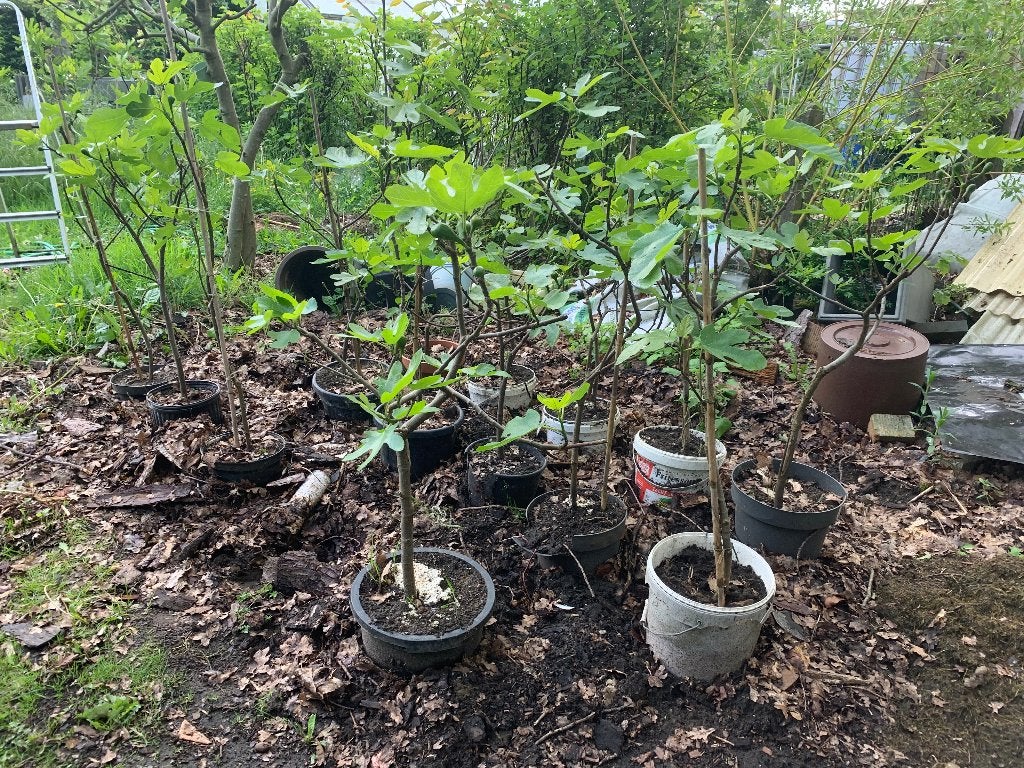vijgenbomen Ficus Carica Brown Turkey en vijgen, Jardin & Terrasse, Enlèvement, En pot
