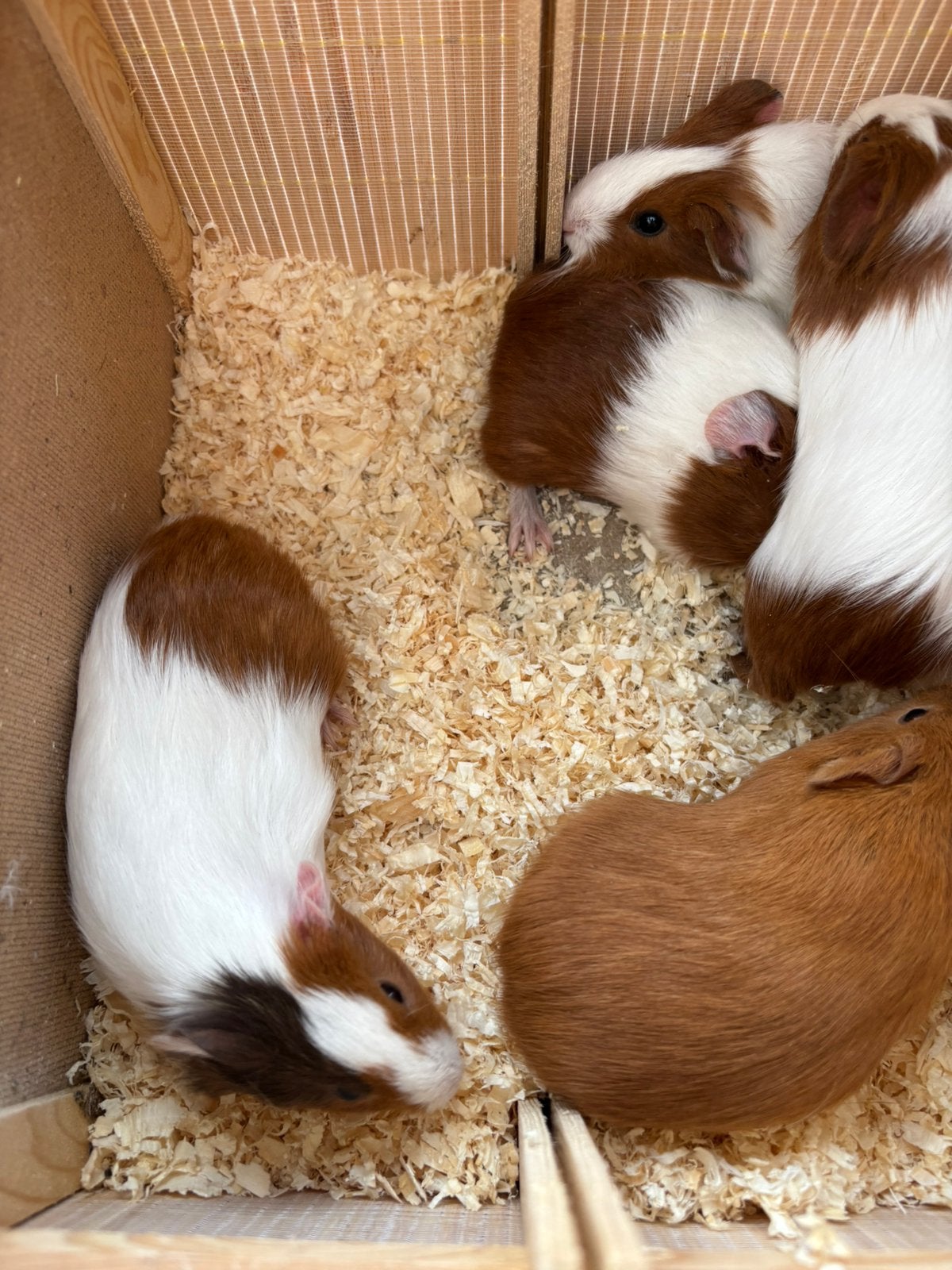 Jonge cavia, September, Meerdere dieren, Cavia