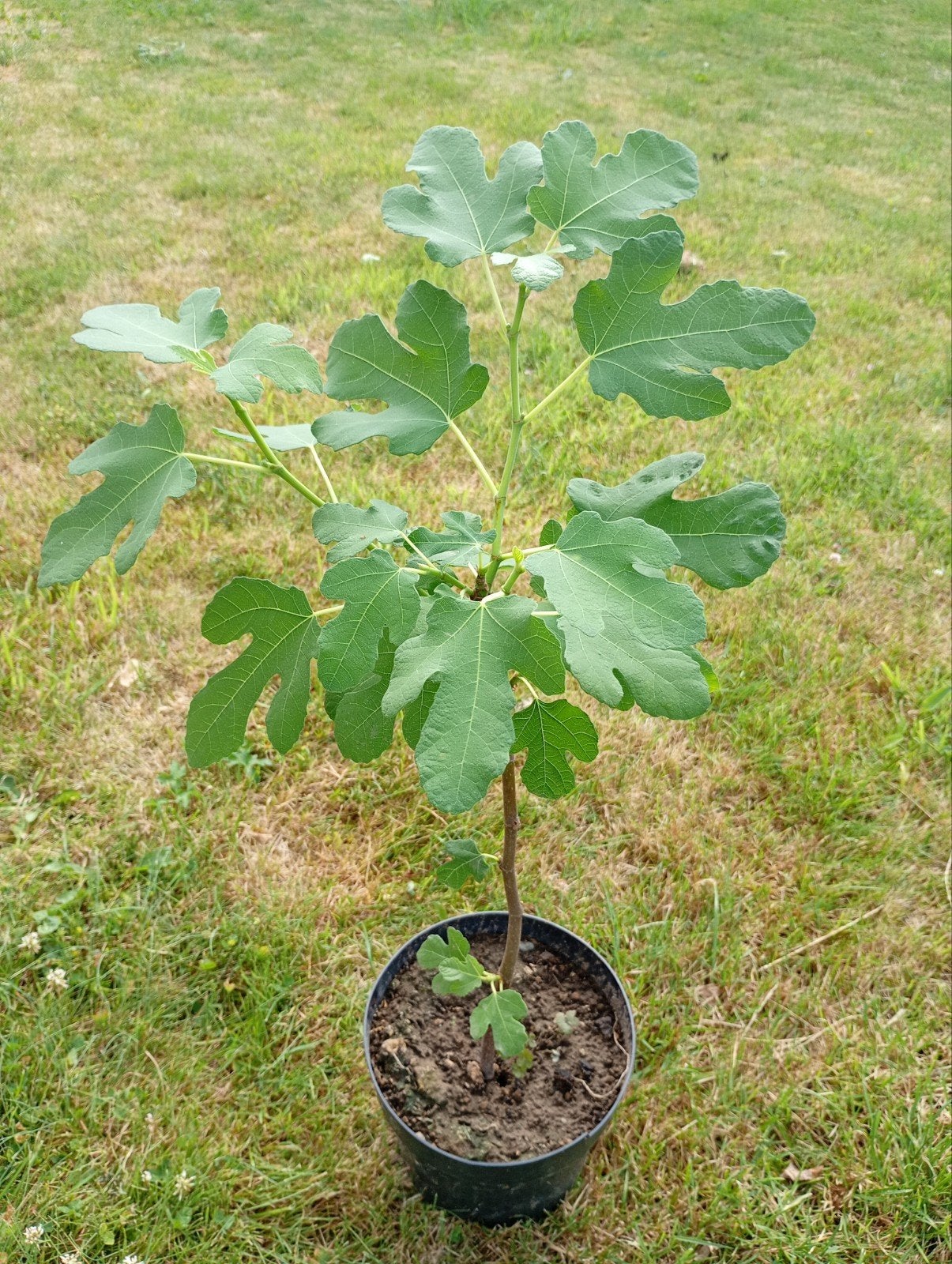 Vijgenboom 50cm hoogte, Tuin en Terras, Ophalen, Minder dan 100 cm, In pot, Vijgenboom