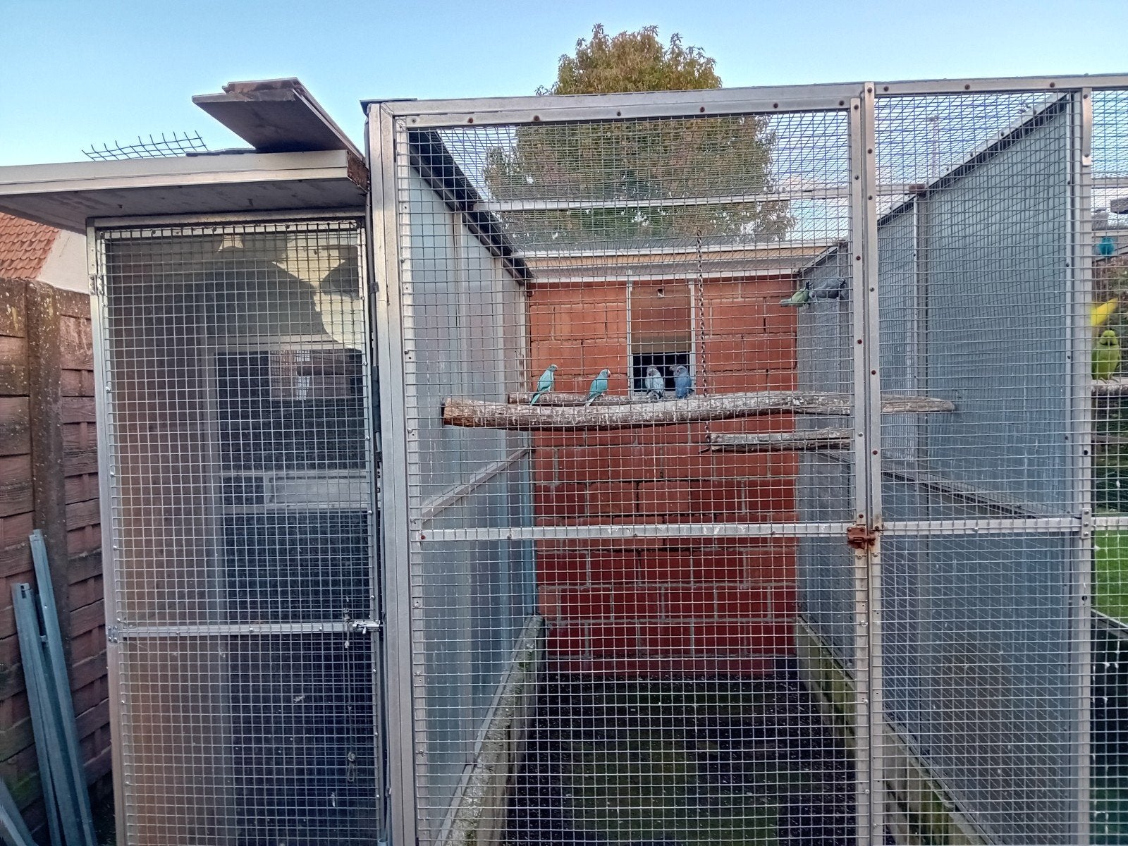 Halsband parkieten, Meerdere dieren, Parkiet, Geringd